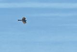 Eurasian Sparrowhawk (Accipiter nisus) 