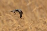 Sand Martin (Riparia riparia)