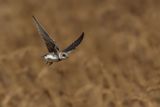 Sand Martin (Riparia riparia)