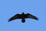 Northern Raven (Corvus corax)