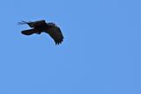 Northern Raven (Corvus corax)
