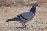 Rock Dove (Columba livia)