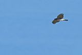 Eurasian Sparrowhawk (Accipiter nisus) 