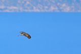 Eurasian Sparrowhawk (Accipiter nisus) 