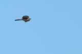 Eurasian Sparrowhawk (Accipiter nisus) 