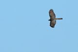 Eurasian Sparrowhawk (Accipiter nisus) 