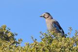 Eurasian jay (Garrulus glandarius ssp.atricapillus ) 