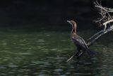 Pygmy Cormorant (Microcarbo pygmaeus) 