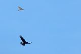Raven & Eurasian Sparrowhawk (Accipiter nisus) 