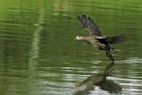 Common Moorhen (Gallinula chloropus) 