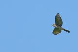 Eurasian Sparrowhawk (Accipiter nisus) 