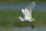 Cattle Egret (Bubulcus ibis)