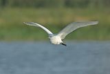 Cattle Egret (Bubulcus ibis)
