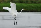 Great Egret (Ardea alba)