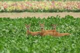 European roe deer (Capreolus capreolus)