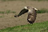 Common Buzzard (Buteo buteo) 
