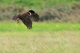 Western Marsh Harrier (Circus aeruginosus)