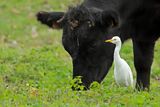 Cattle Egret (Bubulcus ibis)