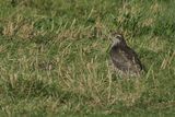 Eurasian Sparrowhawk (Accipiter nisus) 