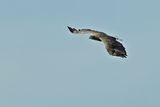 White-tailed eagle (Haliaeetus albicilla) 