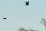 White-tailed eagle (Haliaeetus albicilla) 