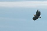 White-tailed eagle (Haliaeetus albicilla) 