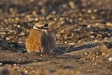 Common Ringed Plover (Charadrius hiaticula) 