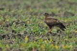 Common Buzzard (Buteo buteo) 