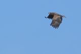 White-tailed eagle (Haliaeetus albicilla) 