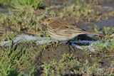 Water Pipit (Anthus spinoletta) 