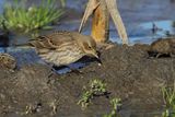 Water Pipit (Anthus spinoletta) 