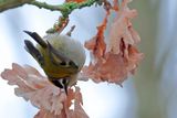 Common Firecrest (Regulus ignicapilla)