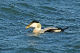 Common Eider (Somateria mollissima)