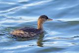 Little Grebe (Tachybaptus ruficollis)