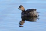 Little Grebe (Tachybaptus ruficollis)