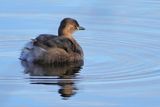 Little Grebe (Tachybaptus ruficollis)