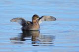 Little Grebe (Tachybaptus ruficollis)