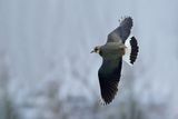 Northern Lapwing (Vanellus vanellus)