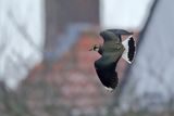 Northern Lapwing (Vanellus vanellus)