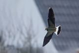 Northern Lapwing (Vanellus vanellus)