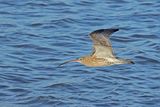 Curlew (Numenius arquata)