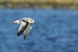 Little Gull (Hydrocoloeus minutus)