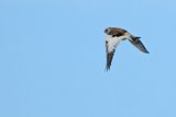 Snow Bunting (Plectrophenax nivalis) 