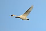 Bewicks Swan (Cygnus columbianus) 