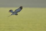 Hen Harrier (Circus cyaneus) 