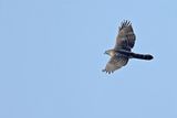 Northern Goshawk (Astur gentilis)