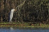 Grey Heron (Ardea cinerea)