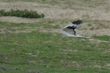 Hen Harrier (Circus cyaneus) 