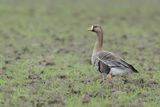 Greater white-fronted goose (Anser albifrons)