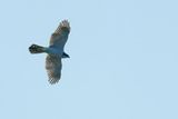 Northern Goshawk (Accipiter gentilis)